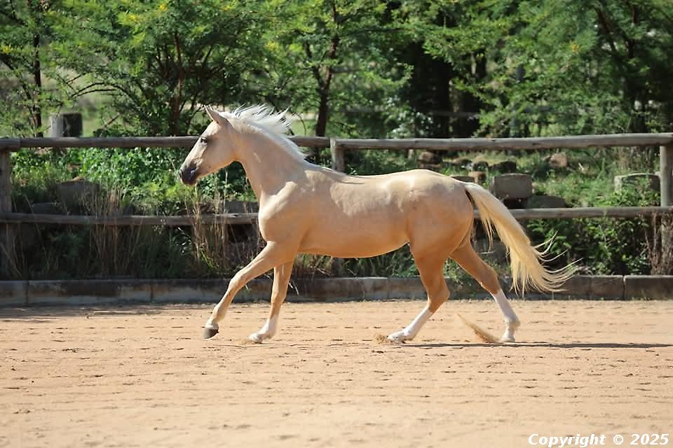 Arabesque Ms Merry Whiz